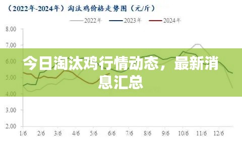 今日淘汰鸡行情动态，最新消息汇总