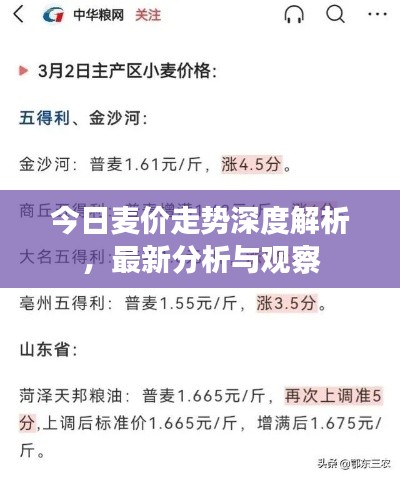 今日麦价走势深度解析，最新分析与观察