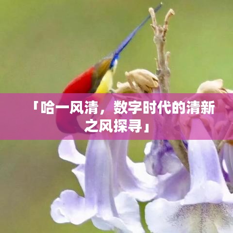「哈一风清，数字时代的清新之风探寻」