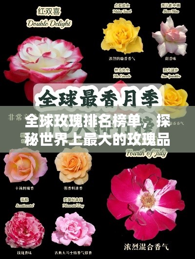 全球玫瑰排名榜单，探秘世界上最大的玫瑰品种