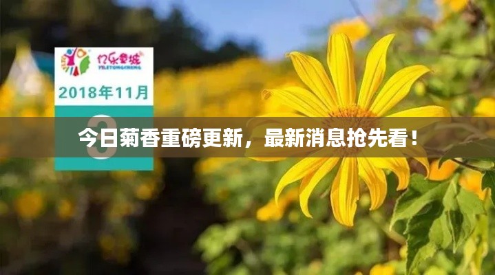 今日菊香重磅更新，最新消息抢先看！