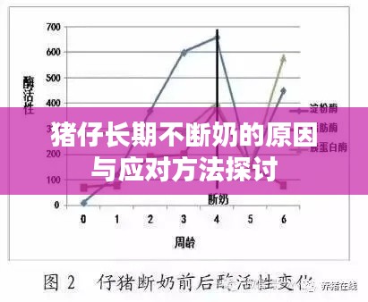 猪仔长期不断奶的原因与应对方法探讨