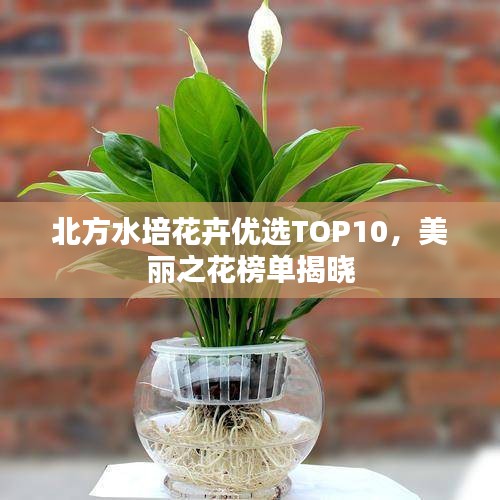 北方水培花卉优选TOP10，美丽之花榜单揭晓