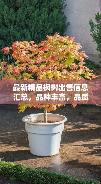最新精品枫树出售信息汇总，品种丰富，品质卓越